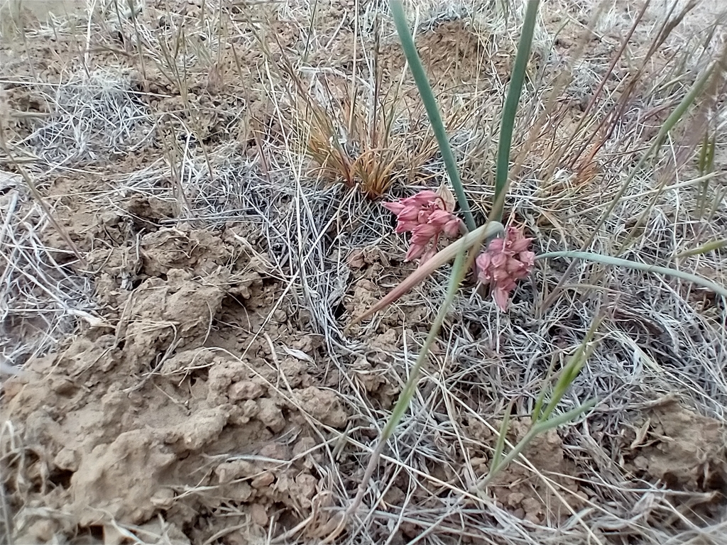 Allium punctum (Dotted onion), native California herb