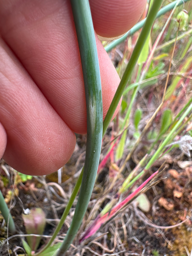Allium sanbornii — parent species of Allium sanbornii var. sanbornii