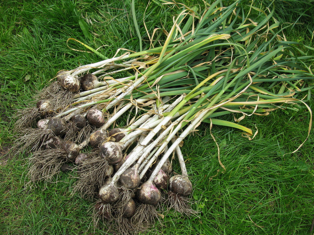 Allium sativum (Garlic), non-native California herb