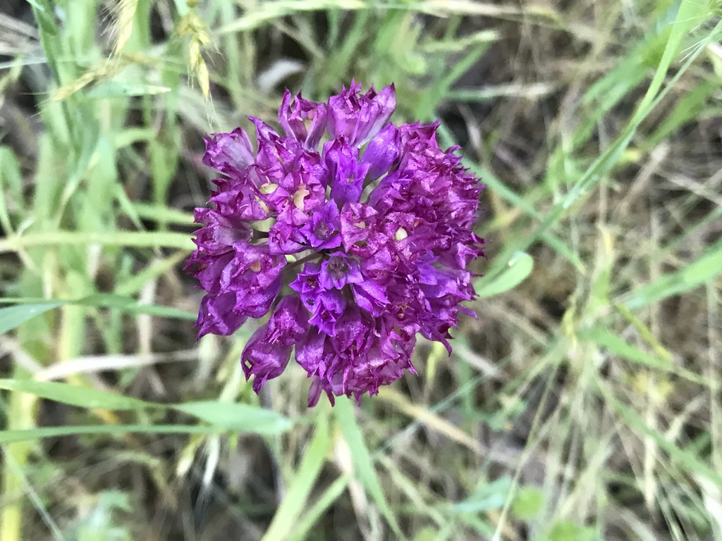Allium serra (Jeweled onion), native California herb