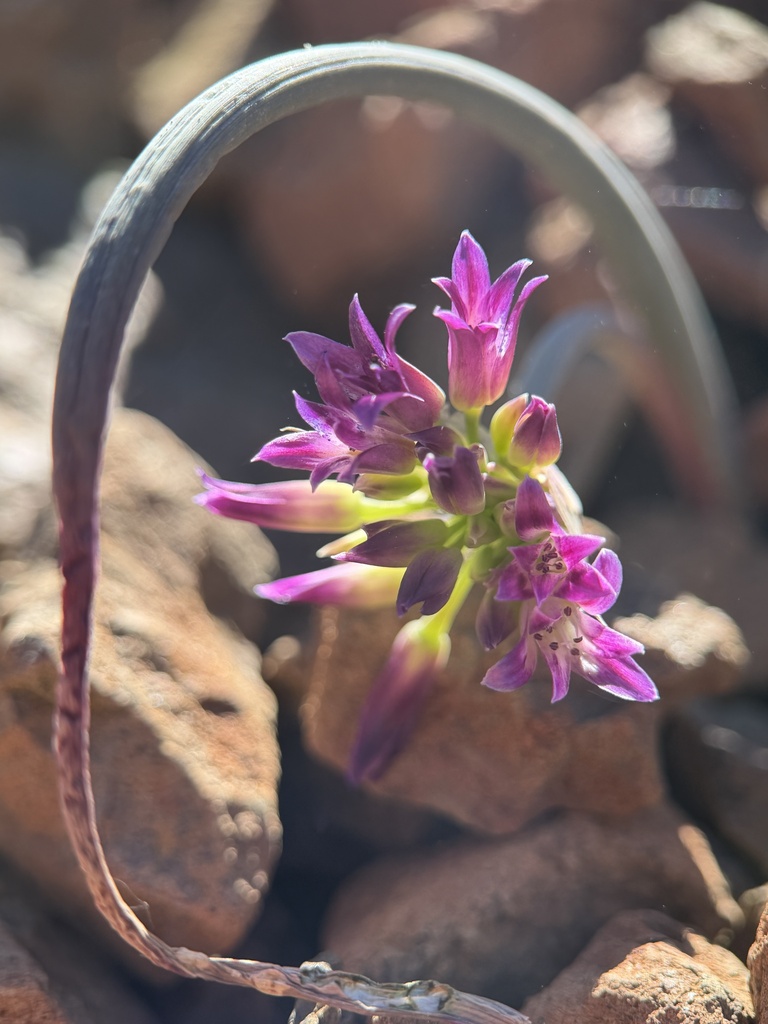 Allium sharsmithiae (Sharsmith's onion), native California herb