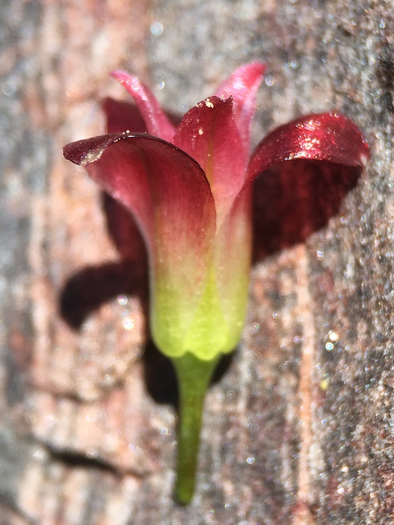 Allium shevockii (Spanish needle onion), native California herb