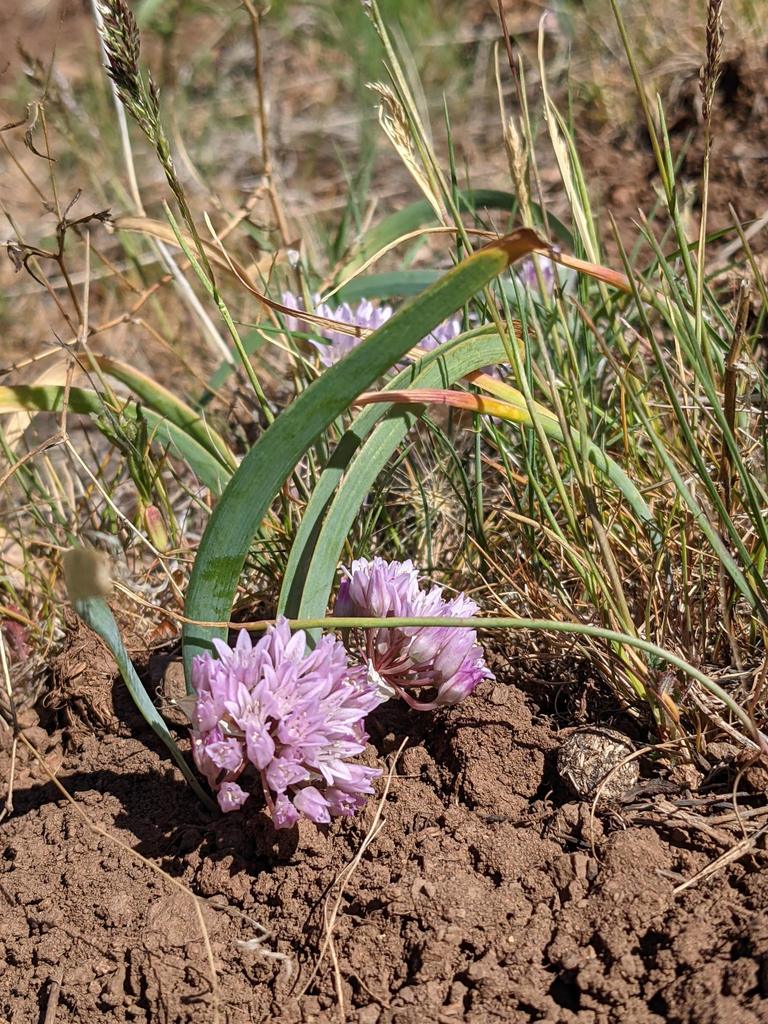 Allium siskiyouense (Siskiyou onion), native California herb
