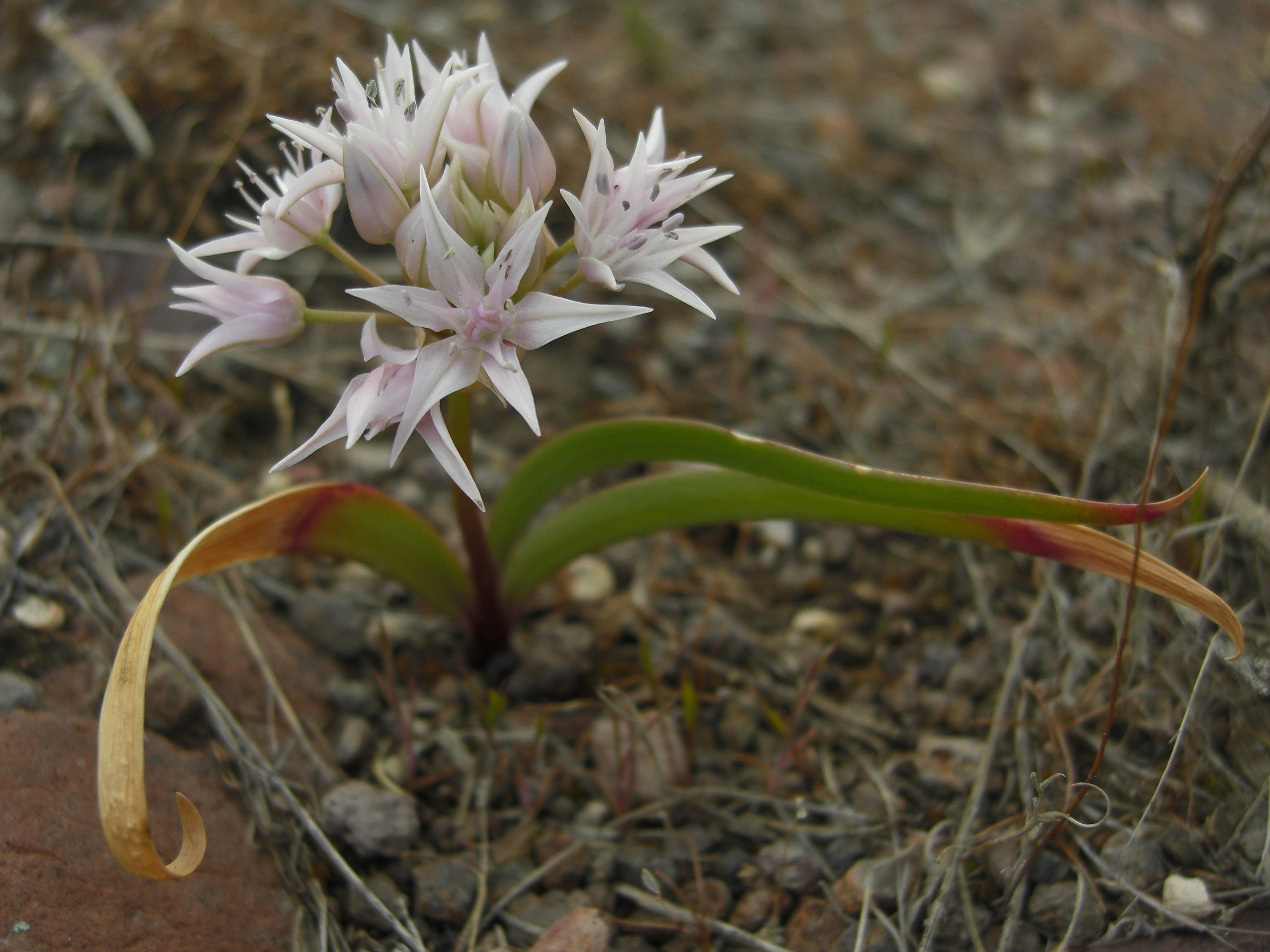 Allium tolmiei var. tolmiei (Tolm's onion), native California herb