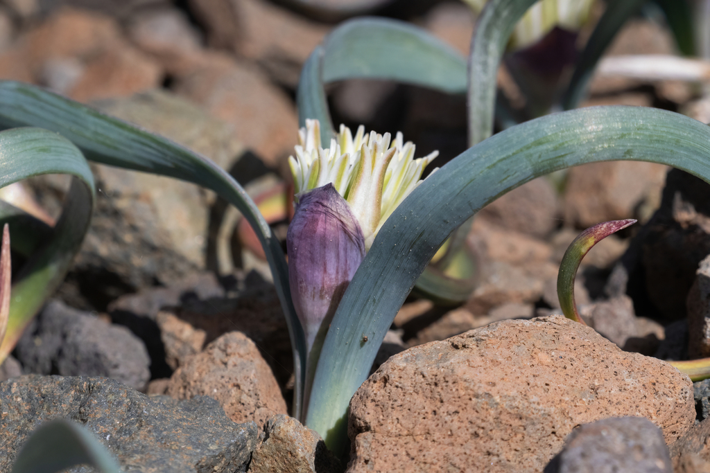 Allium tribracteatum (Three-bracted onion), native California herb