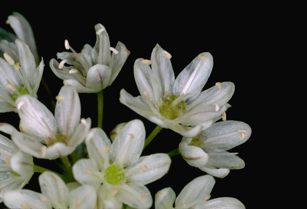 Allium tuolumnense (Rawhide hill onion), native California herb