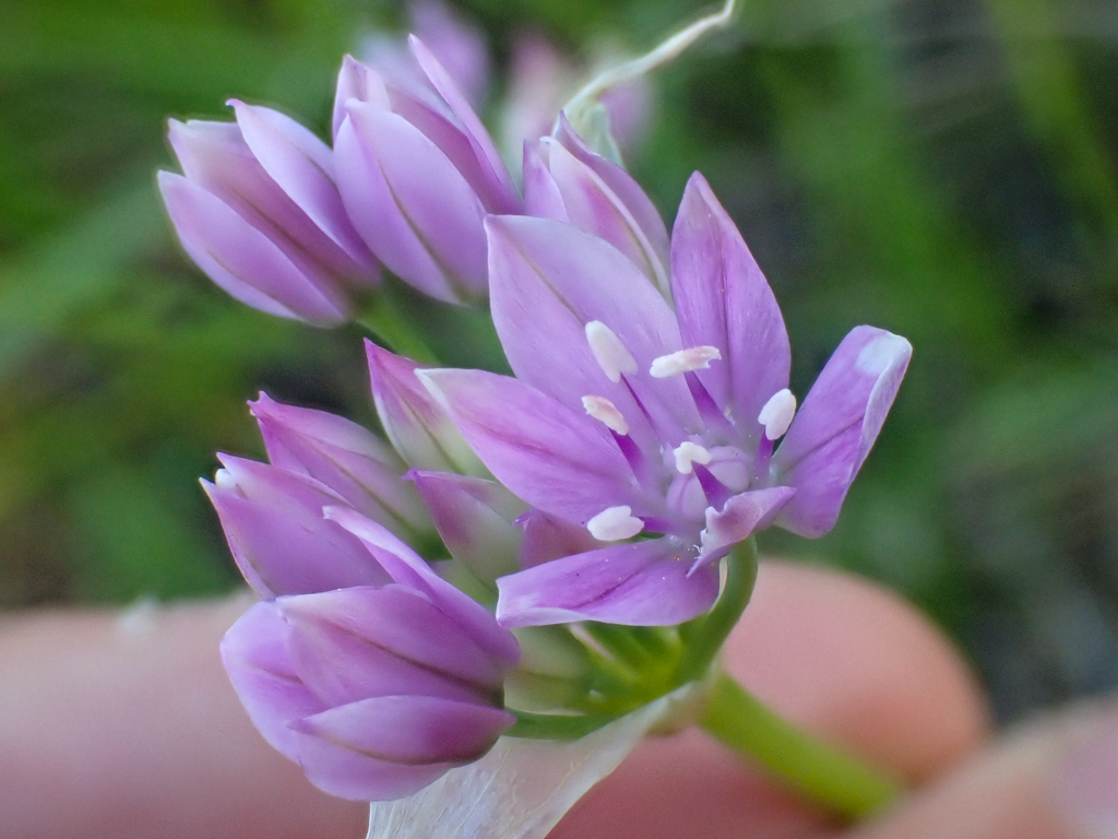 Allium unifolium (One leaf onion), native California herb