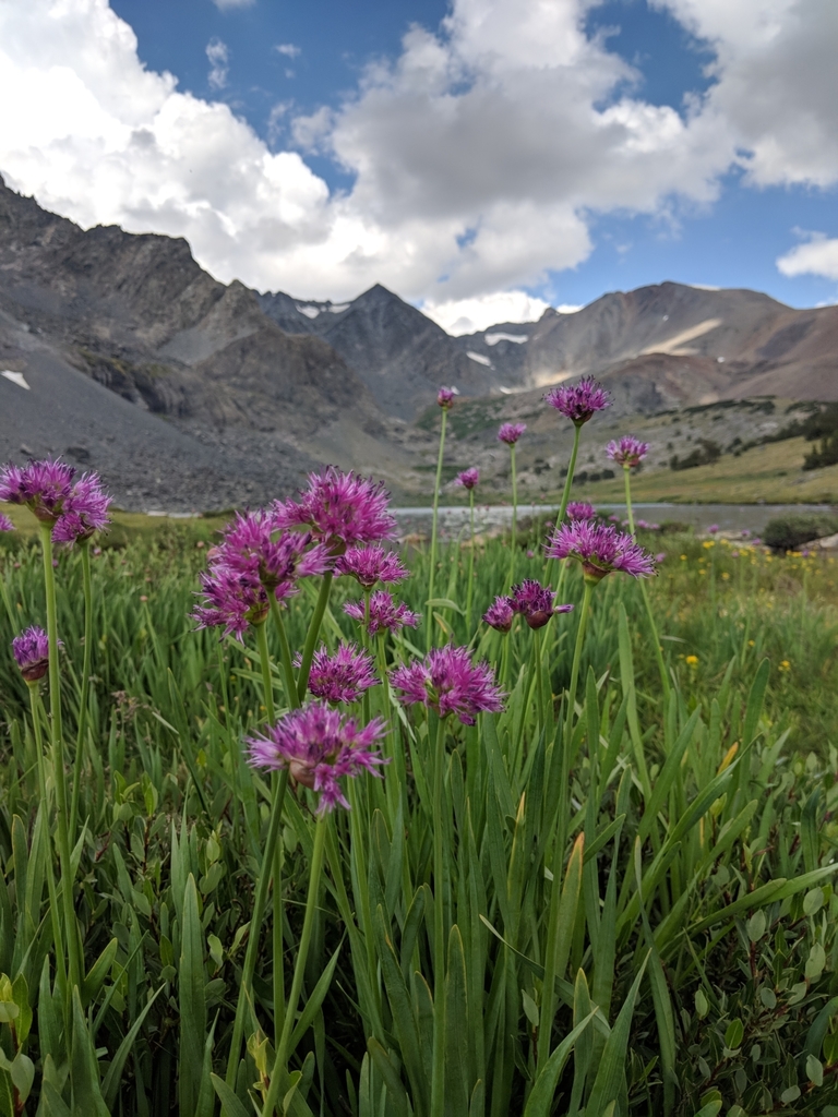 Allium validum (Pacific mountain onion), native California herb