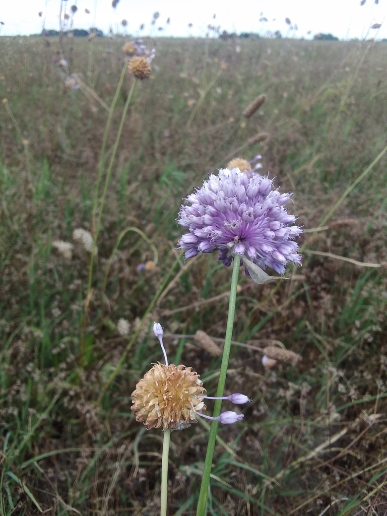 Allium vineale (Vineyard onion), non-native California herb