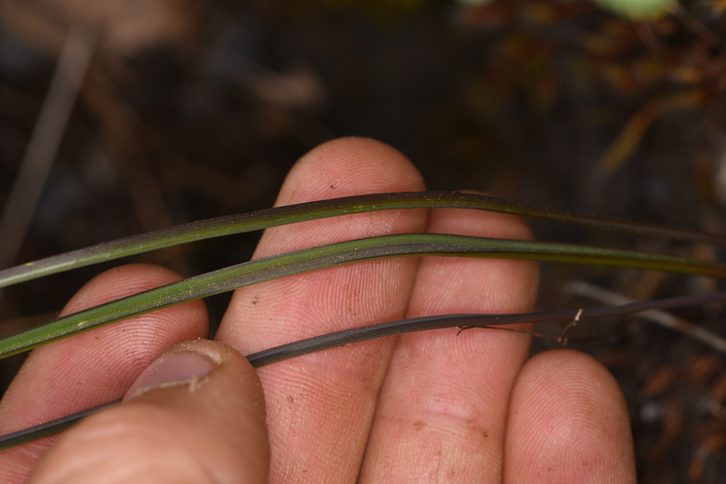 Allium yosemitense (Yosemite onion), native California herb