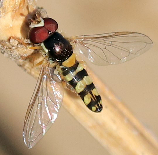 Allograpta exotica (Exotic Streaktail), California species