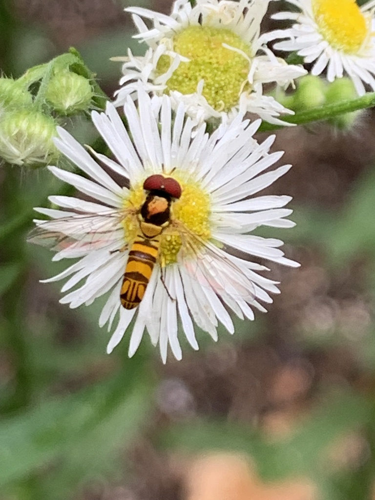 Allograpta obliqua (Oblique Streaktail), California species