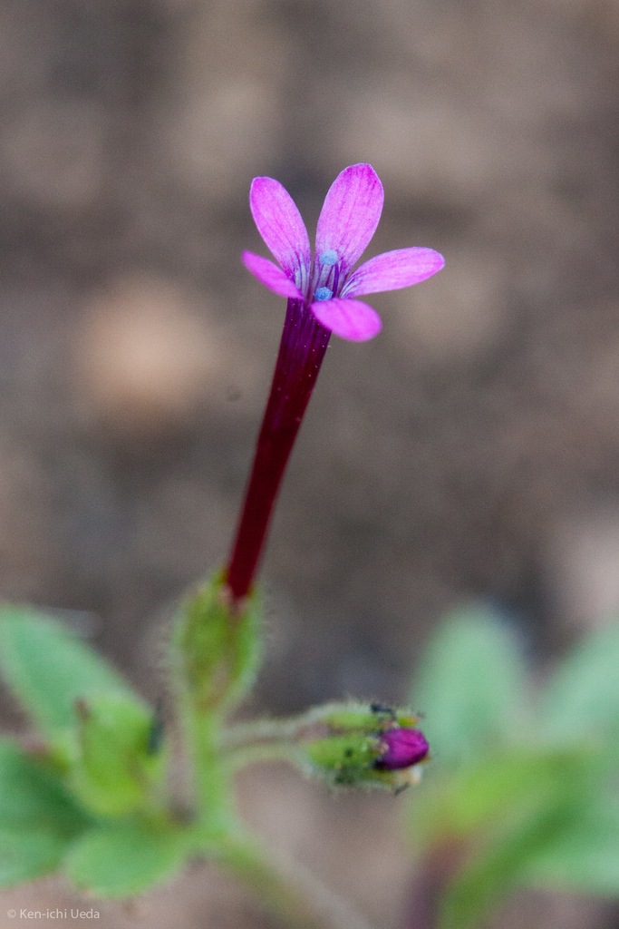 Allophyllum divaricatum (Trinity Mountains rockcress), native California herb