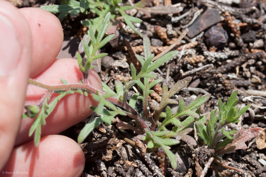 Allophyllum gilioides subsp. violaceum, native California herb