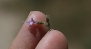 Allophyllum glutinosum (Sticky false gilia), native California herb