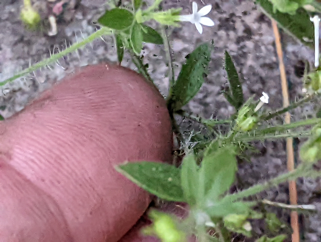 Allophyllum integrifolium (White allophyllum), native California herb