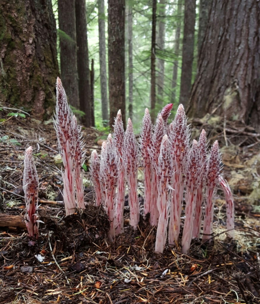 Allotropa sp. (Sugar stick), non-native California perennial