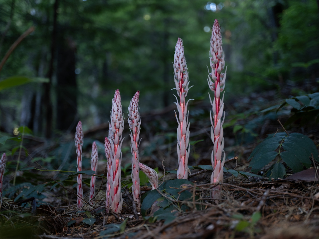 Allotropa virgata (Candystriped allotropa), native California herb