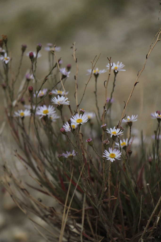Almutaster pauciflorus (Alkali marsh aster), native California herb