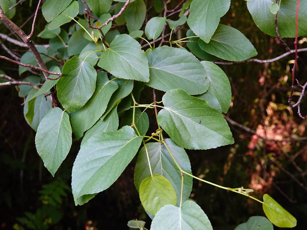 Alnus cordata (Italian alder), non-native California tree
