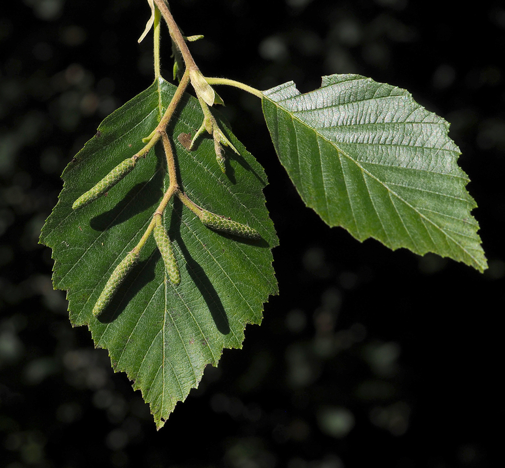 Alnus incana subsp. tenuifolia (Mountain alder), native California shrub / tree