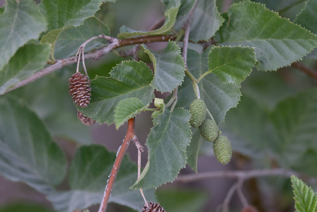 Alnus rhombifolia (White alder), native California tree