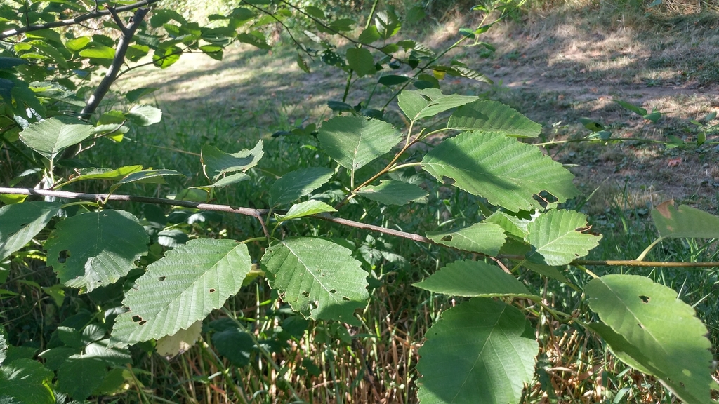Alnus rubra (Red alder), native California tree