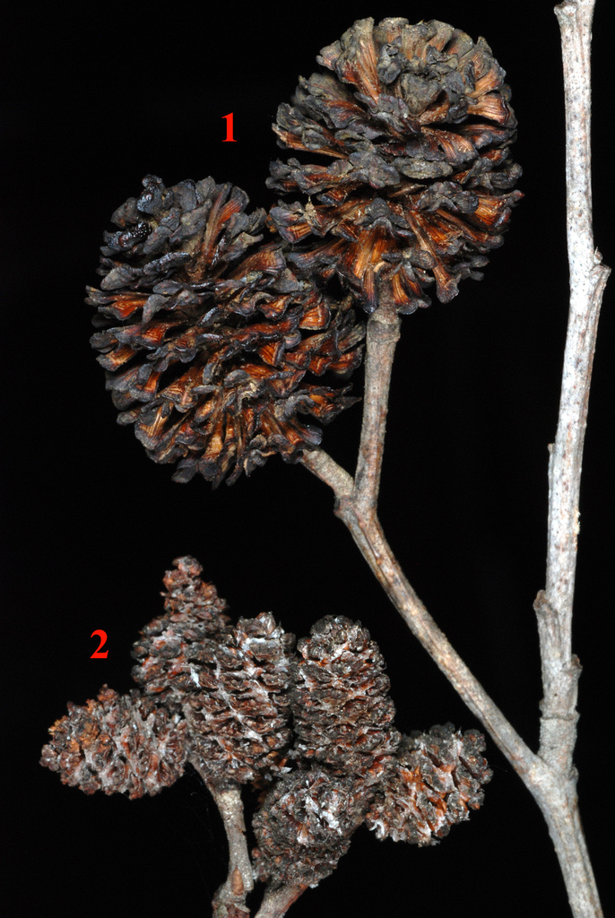 Alnus viridis subsp. sinuata (Thinleaf or sitka alder), native California shrub / tree
