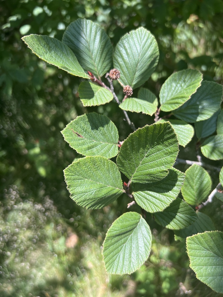 Alnus viridis (Green alder), native California shrub / tree