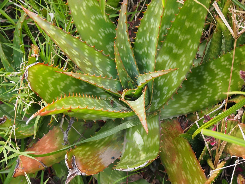 Aloe maculata, non-native California perennial