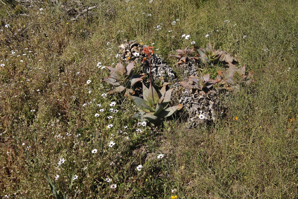 Aloe ×schoenlandii, non-native California perennial