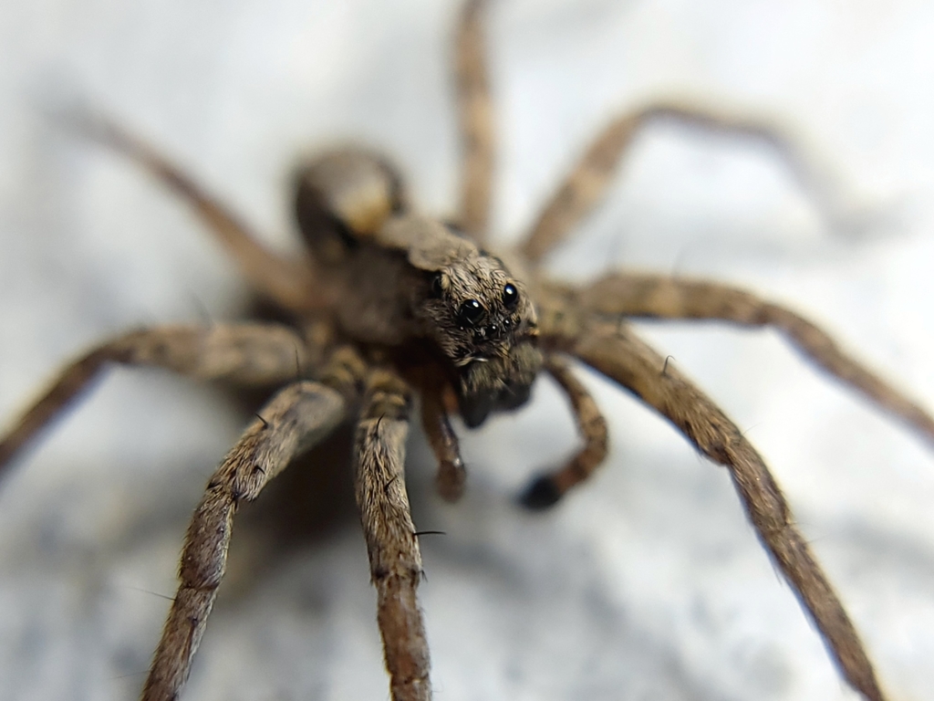 Alopecosa kochi (Koch's Wolf Spider), California species