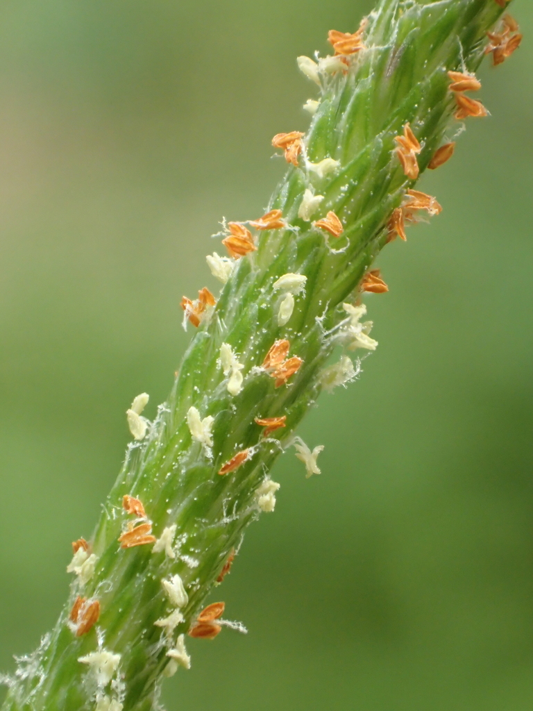 Alopecurus aequalis (Short-awn foxtail), native California grass