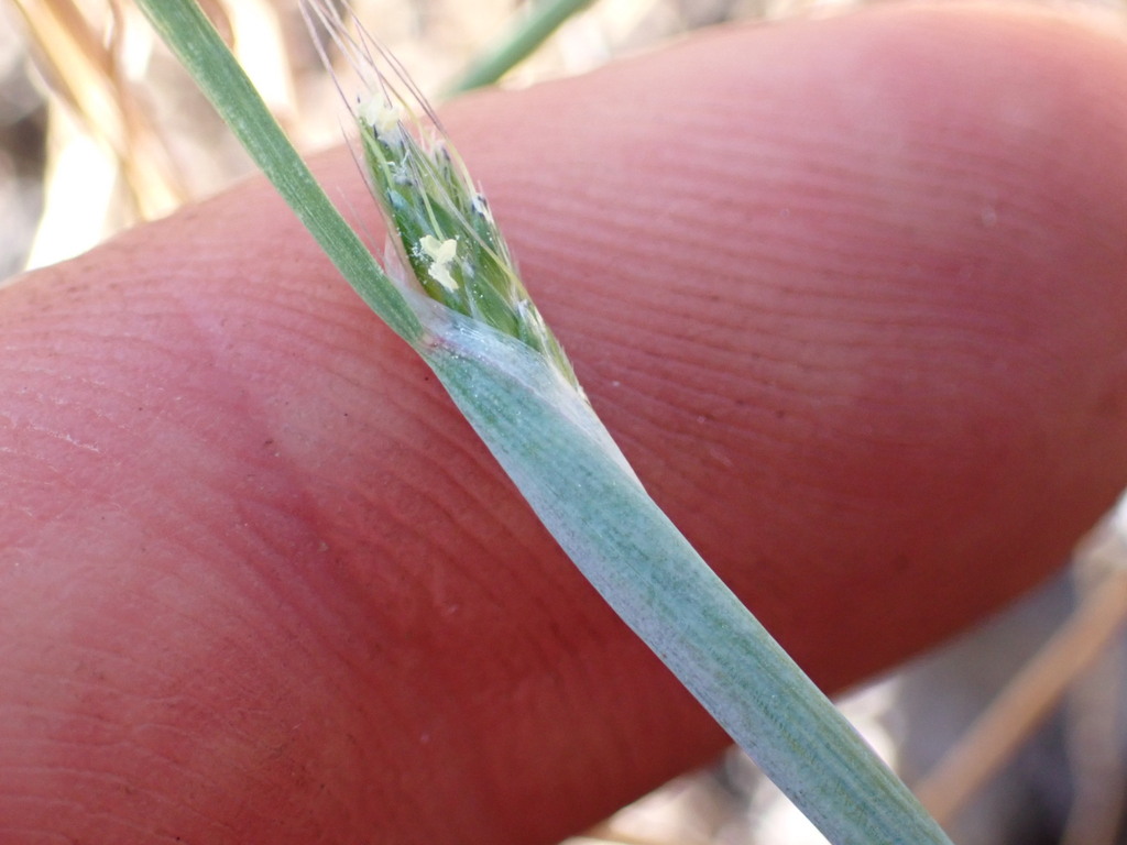 Alopecurus carolinianus (Carolina foxtail), native California grass