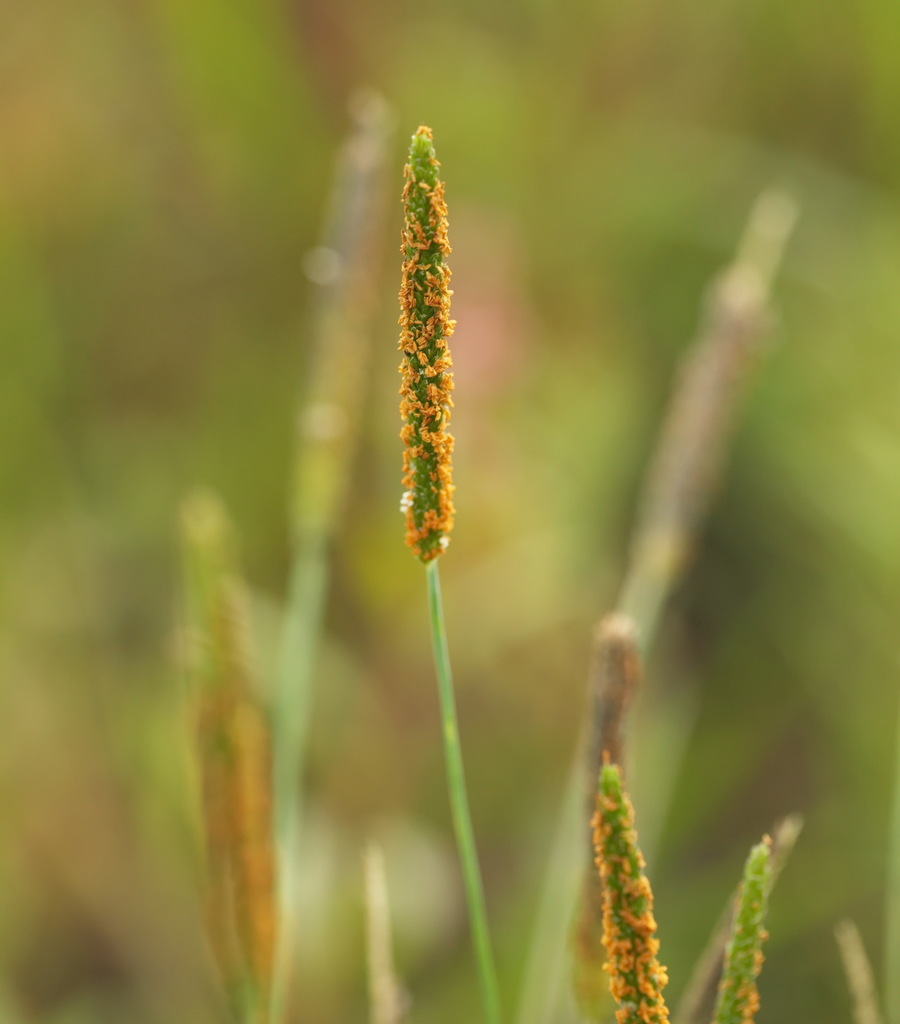 Alopecurus geniculatus (Water foxtail), native California grass