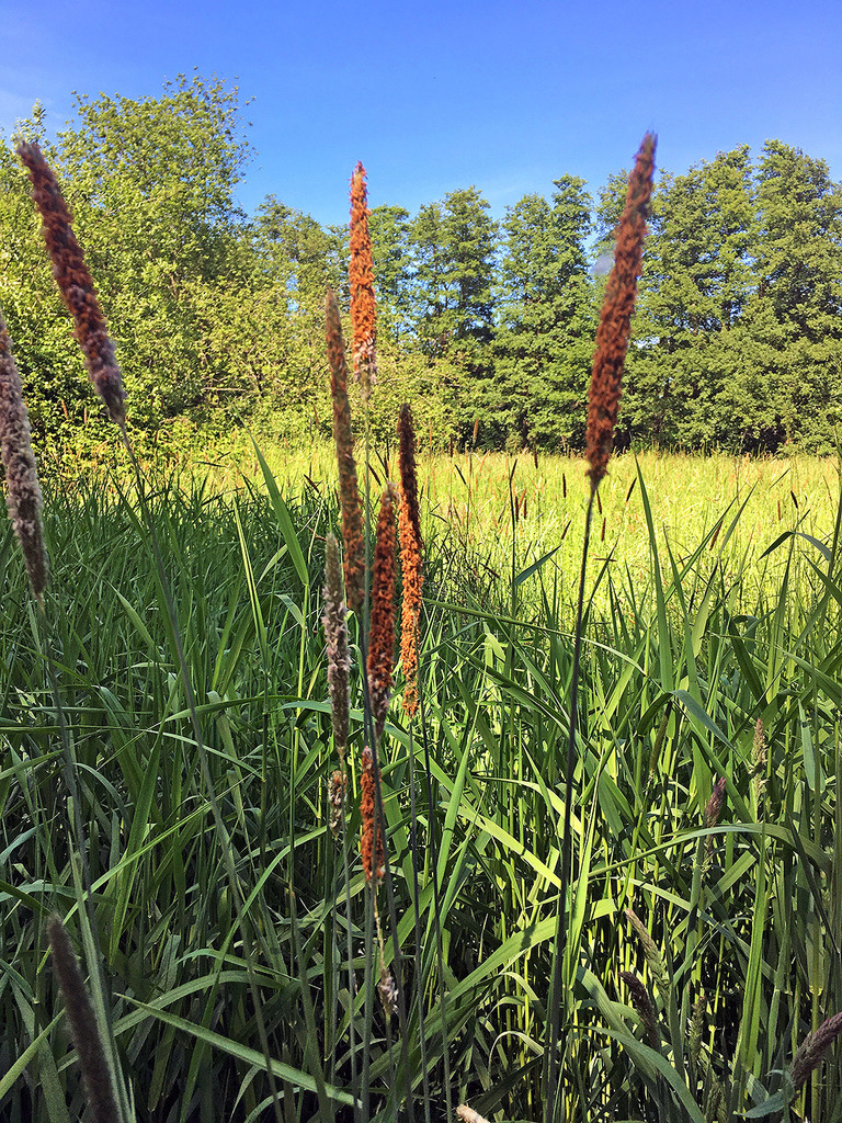 Alopecurus pratensis (Meadow foxtail), non-native California grass