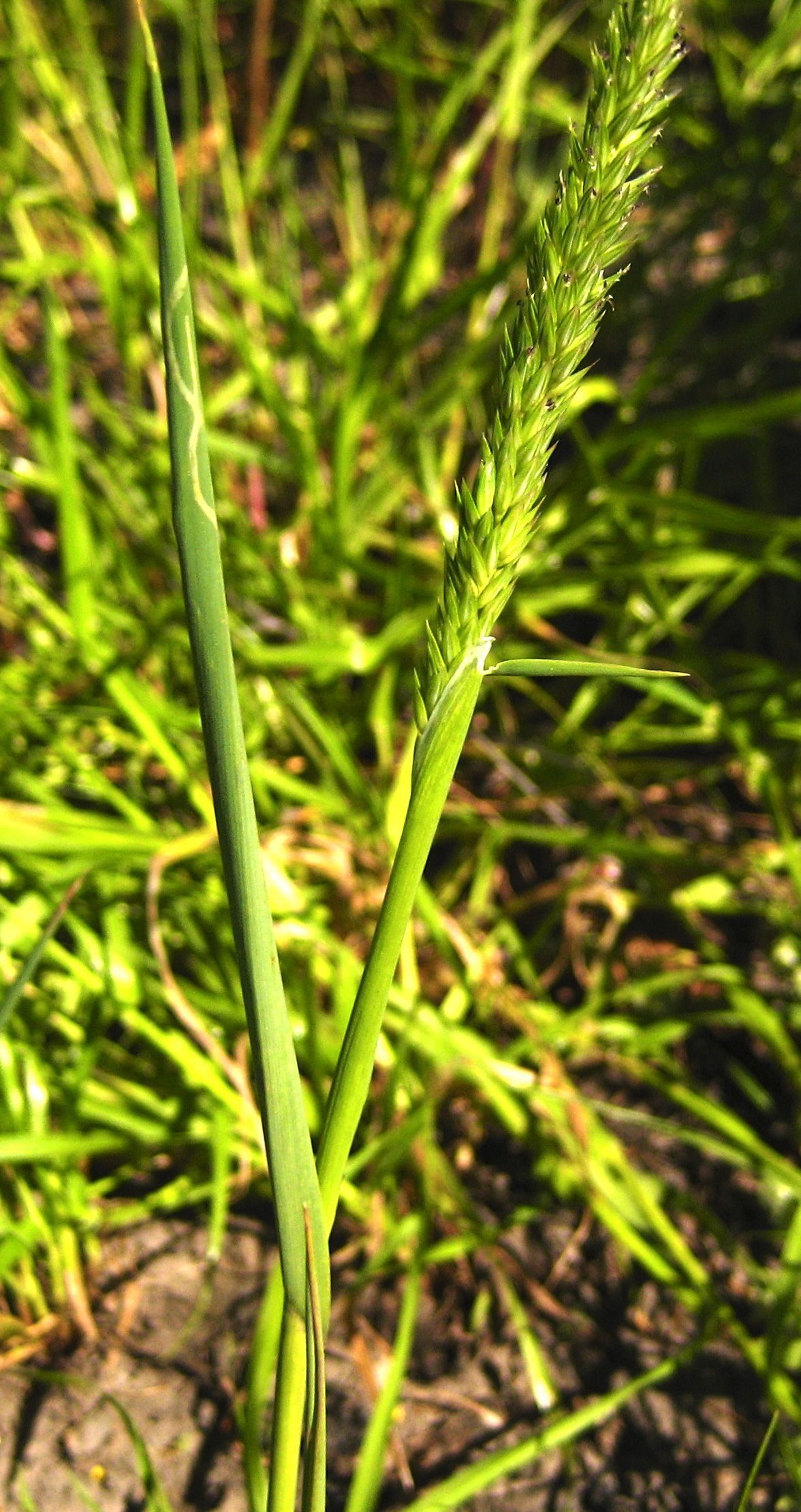 Alopecurus saccatus (Pacific foxtail), native California grass