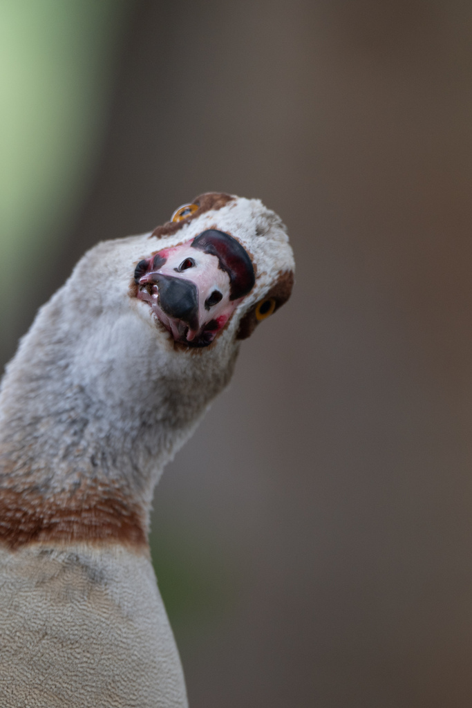 Alopochen aegyptiaca (Egyptian Goose), California species