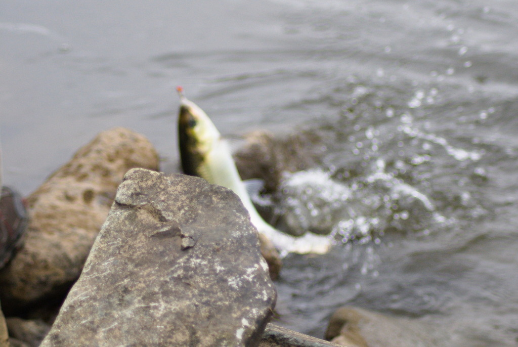 Alosa sapidissima (American shad), California species