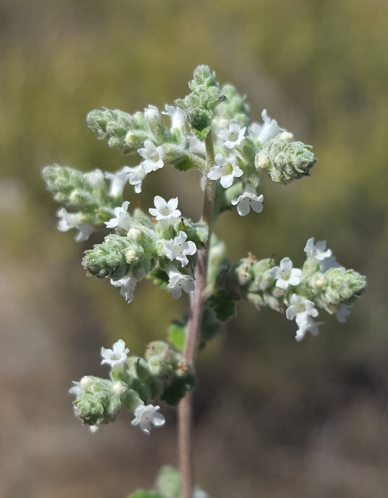Aloysia wrightii (Wright's beebrush), native California shrub