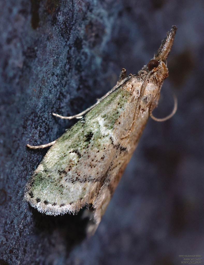 Alpheias transferrens, California species