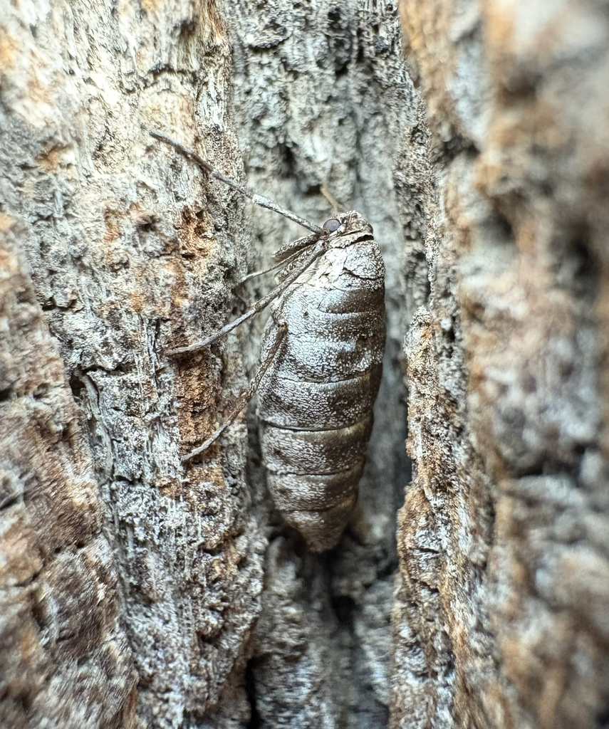 Alsophila pometaria (Fall Cankerworm Moth), California species