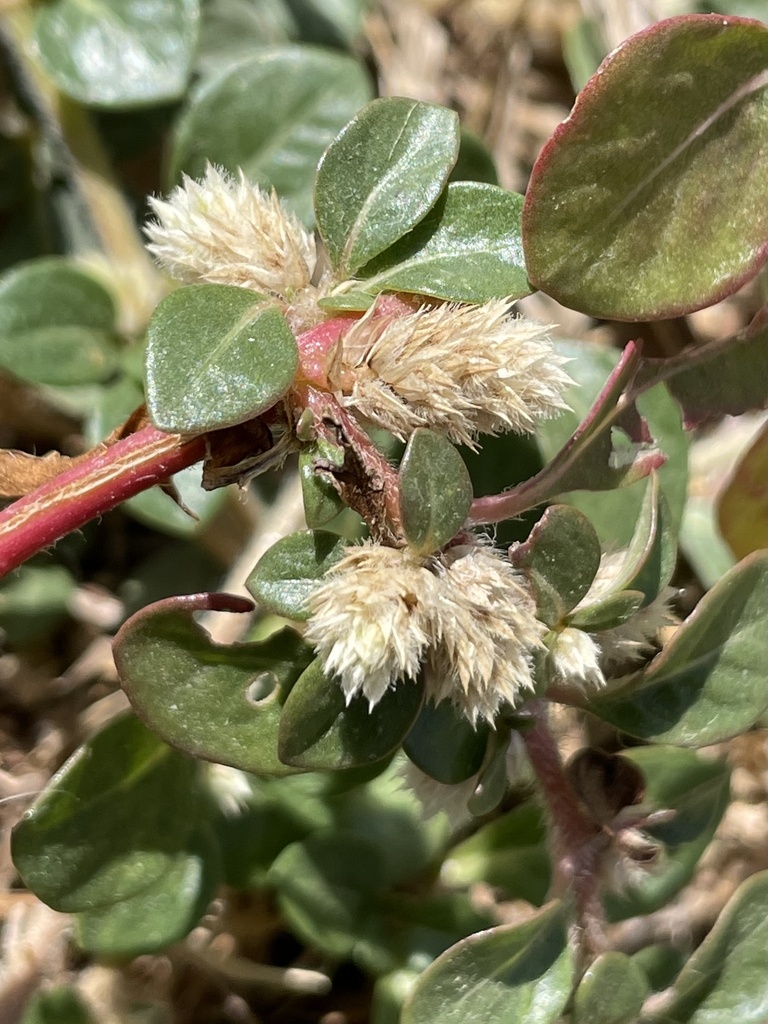 Alternanthera caracasana (Washerwoman), non-native California herb