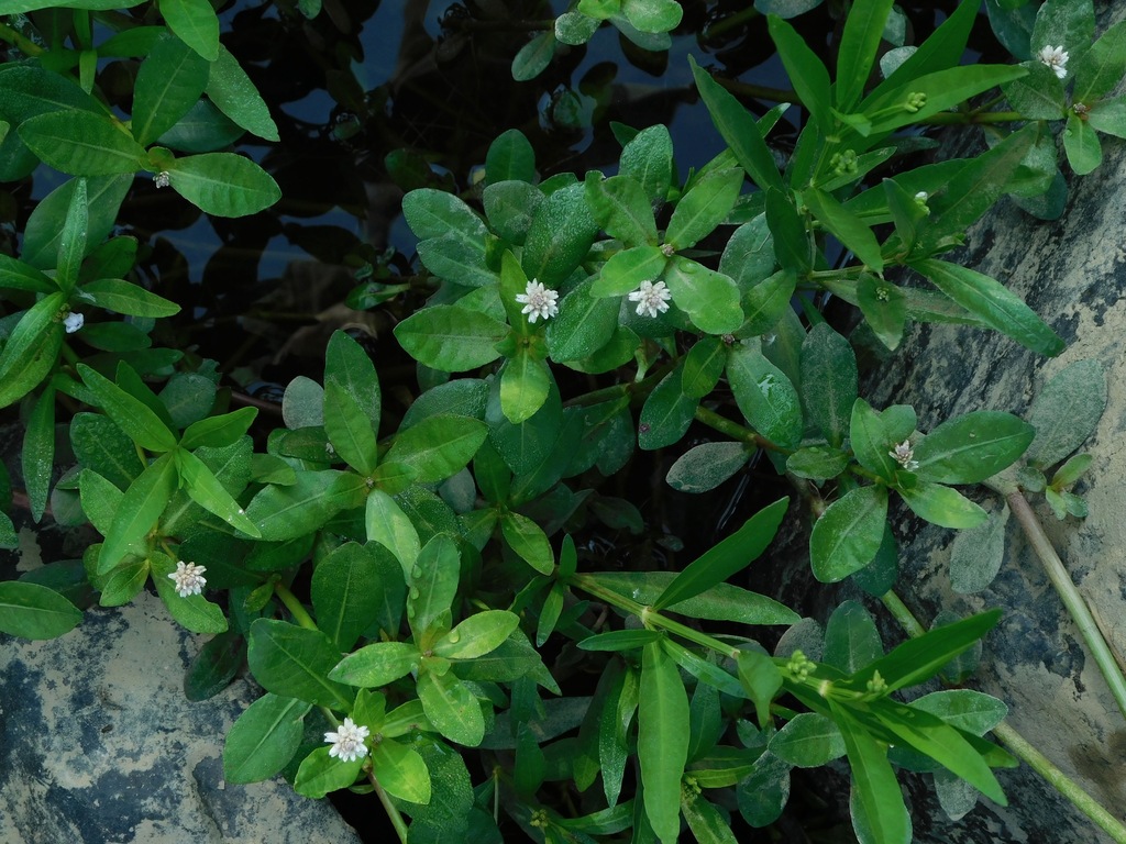 Alternanthera philoxeroides (Alligator weed), non-native California herb