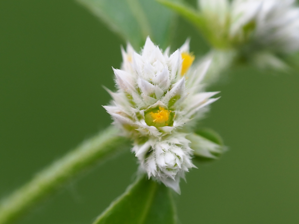 Alternanthera sp., non-native California perennial