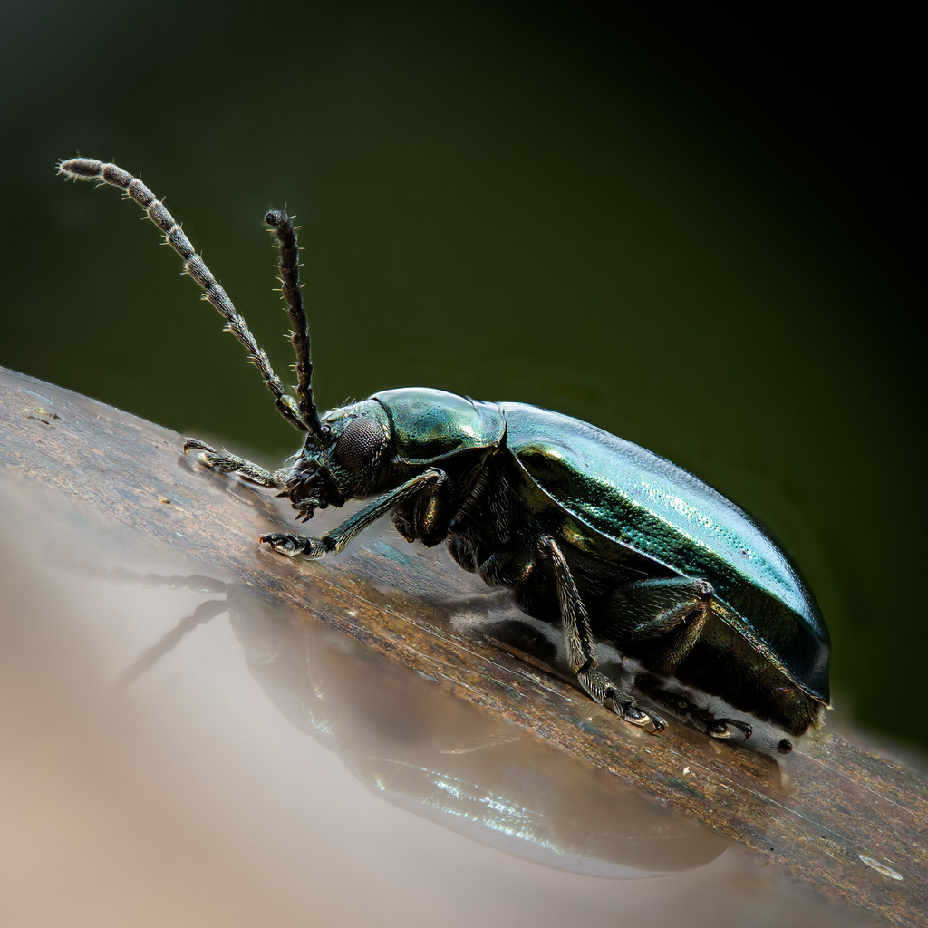 Altica ambiens (Alder Flea Beetle), California species
