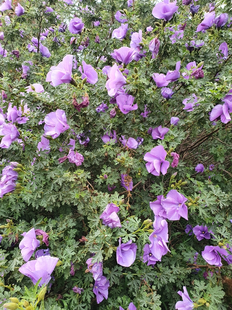 Alyogyne huegelii (Blue hibiscus), non-native California shrub