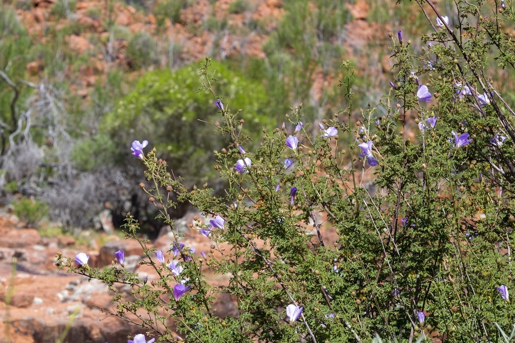 Alyogyne sp., non-native California perennial