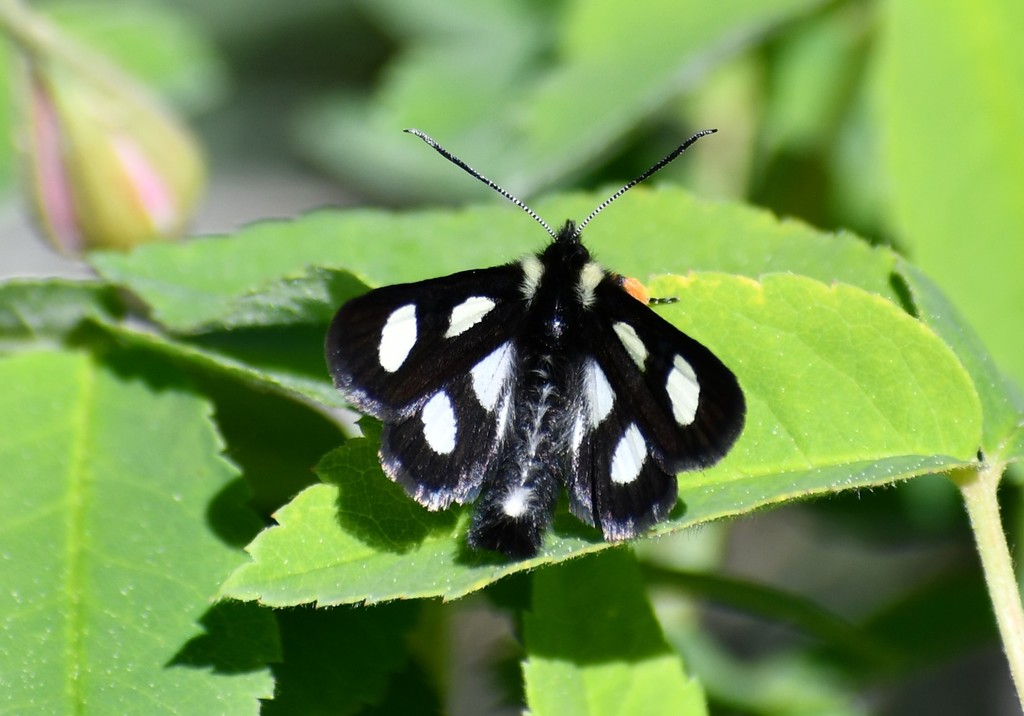 Alypia langtoni (Langston's Forester), California species