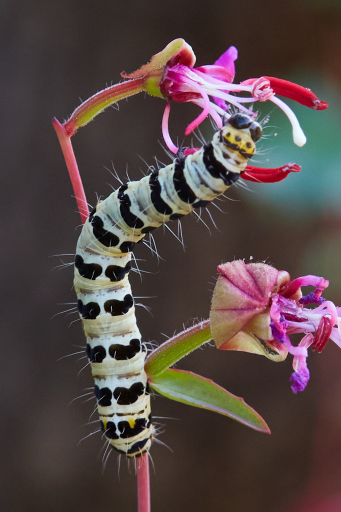 Alypia mariposa, California species
